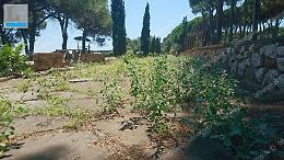 L'antica strada romana di Nettuno &egrave; in completo abbandono