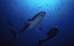Squalo in mare a Sperlonga, ma il post su Facebook è una bufala