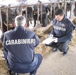 Allevatore denunciato: aveva 145 bufali senza registrazione