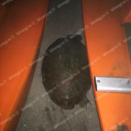 Una tartaruga sceglie Calanave per deporre le uova