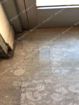 Provincia, gli uffici di via Don Minzoni invasi dalle formiche