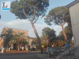 Ondata di maltempo a Latina, cade un albero a Tor Tre Ponti