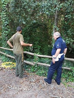 Anzio, trovano un serpente in casa: la polizia locale cattura il rettile
