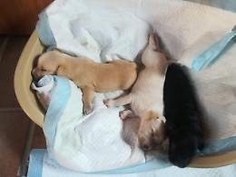 Foto: Operazione Emanuela ad Ardea, ecco l'impegno per i cani