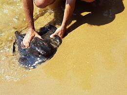 Sperlonga, una razza in riva al mare: soccorsa dai bagnanti