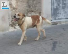 Volevano disfarsi del cane Bingo: salvato in extremis