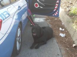 Cane solo e impaurito sulla Pontina, la polizia stradale lo porta in salvo