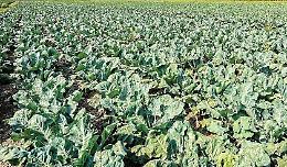 Campo di broccoli devastato dalle cornacchie, s&igrave; al risarcimento
