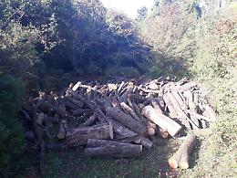 Maenza, tagliano alberi e rubano la legna: denunciati in due