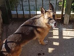 Fondi, azzannato dal cane muore in ospedale: perizia sul pastore tedesco