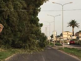 Ardea, [LE FOTO] un ramo si stacca dall'albero e precipita su un'auto