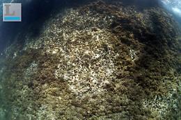 Rocce del golfo di Gaeta martoriate dalla pesca dei datteri