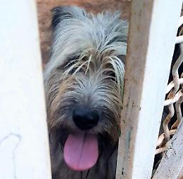 Abbandona il cane, denunciato un brasiliano di 35 anni