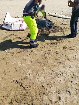 [FOTO] Anzio, delfino trovato morto sulla spiaggia di Lido dei Pini
