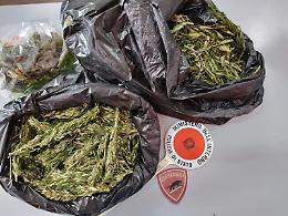 I cani antidroga Birba e Jamil trovano 650 grammi di marijuana a Latina