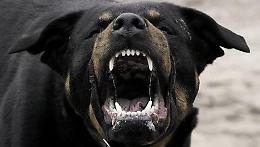 Sbranato da un rottweiler, gravissimo un uomo di 53 anni