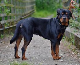 Minore morso da un cane in centro 