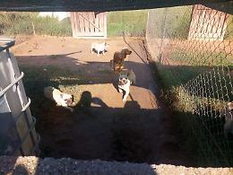 Cani venduti tramite annunci sul web senza tracciabilità, denunciato un uomo