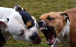Pitbull sfugge al padrone, aggredisce un altro cane e semina il panico in città