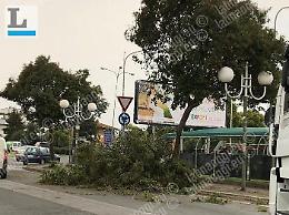 Rami e alberi abbattuti dal vento. Paura in via Torre la Felce