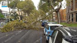 Ancora danni per il maltempo, si spezza un albero alla Facoltà di Economia