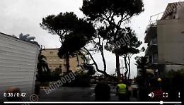 Terracina, abbattuti anche i pini rimasti in piedi dopo il ciclone