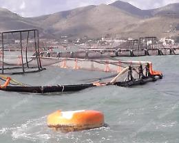 Le mareggiate danneggiano le gabbie: milioni di pesci finiscono in mare aperto