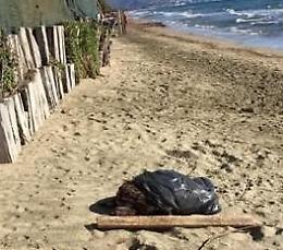Carcassa di tartaruga ritrovata lungo il litorale fondano