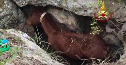 Cavallo cade nel dirupo, il salvataggio dei vigili del fuoco è spettacolare