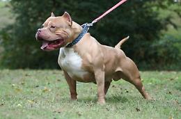 Coppia aggredita da tre pitbull fuggiti da un recinto: la donna è grave