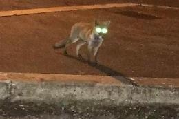 Latina, alle prime luci dell'alba spunta una volpe in via Volsini