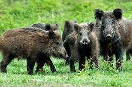 Itri, blitz della Forestale contro il bracconaggio: ci sono quattro indagati