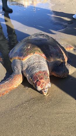  Apre il Centro di Primo Soccorso delle tartarughe marine
