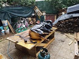 Anzio, uccidono un maiale per macellarlo senza autorizzazione: denunciati