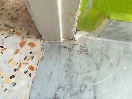 Le formiche nella scuola invadono anche la mensa: "Situazione insostenibile"