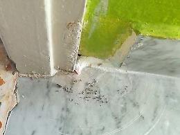 Formiche a scuola, interviene il Comune: entro luned&igrave; problema risolto