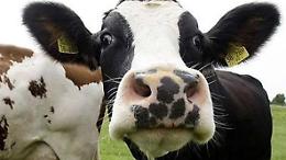 Ladri di vitelli, due capi appena nati rubati nella notte