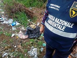 Orrore ad Ardea: trovato un agnello morto imbustato vicino a una scuola