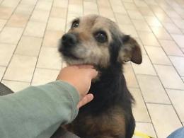 Rubano un'automobile a San Felice Circeo, a bordo c'era anche il cane