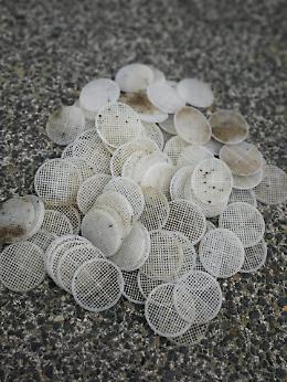 Fare Verde, scatta la pulizia della spiaggia di Capratica