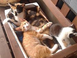 "Spariscono i gatti", allarme dell'associazione animali a Fossignano
