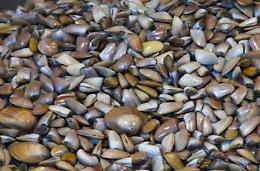 Nettuno, sequestrati cinque chili di telline al mercato