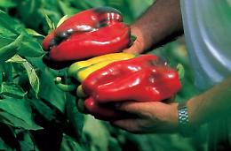 Sud pontino, l'ok della Regione per coltivazioni di peperone e peperoncino