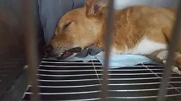 Latina, disposta una perizia psichiatrica sull'aguzzino del cane Lucky