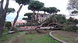Parco Falcone e Borsellino, Italia Nostra: "Servono più alberi"