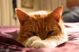 Gatto che passione: ecco cosa comprano online gli italiani per i loro A-mici