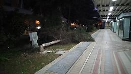 Alberi tagliati senza autorizzazione vicino al Morbella