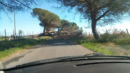 Rimosso l'albero caduto, via Pantanelle riaperta al transito