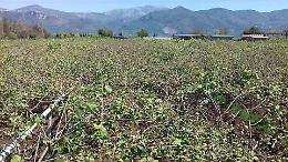 Agricoltura, l'affondo del Comitato Tam: "Settore dimenticato"
