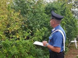 Latina, marijuana tra gli ortaggi: condannato a cinque anni